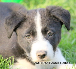 Black and white Female, medium coat, border collie puppy